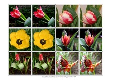 Memo-Aufdeckspiel-Tulpe-2.pdf